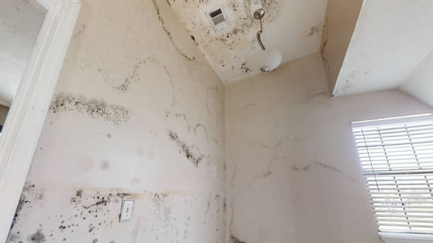 Best Mold Prevention Services  in Ladoga, IN