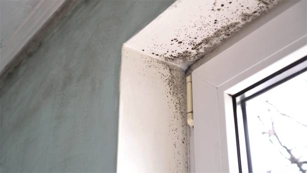 Best Asbestos and Lead Testing During Mold Inspection  in Ladoga, IN