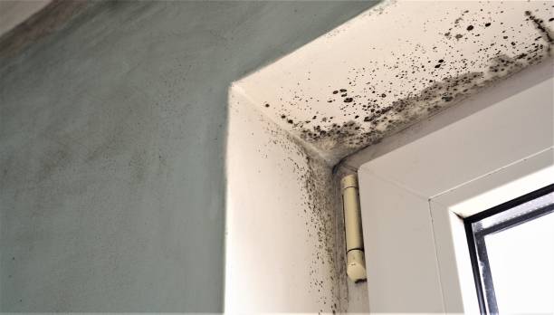 Trusted Ladoga, IN Mold Removal Experts