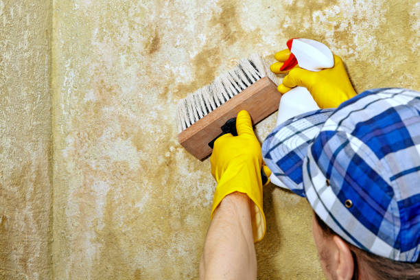 Best Industrial Mold Remediation  in Ladoga, IN