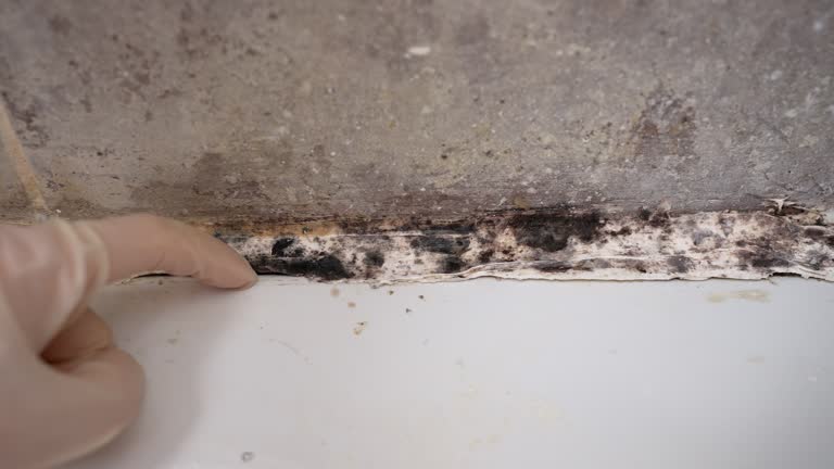 Best Airborne Mold Testing  in Ladoga, IN